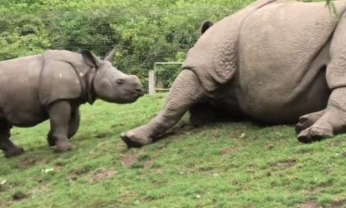 Ρινοκεράκι παρακαλά τη μαμά του να παίξουν (vid)