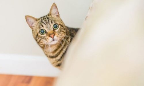 Ξέρεις τι δείχνει για σένα ο Ερμής στους Διδύμους;