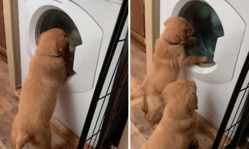 Πόση διασκέδαση μπορεί να προσφέρει ένα πλυντήριο ρούχων σε... λειτουργία; (vid)