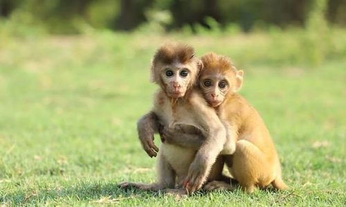 Ο λόγος που αυτά τα πιθηκάκια είναι αχώριστα θα σας συγκινήσει βαθιά (vid)