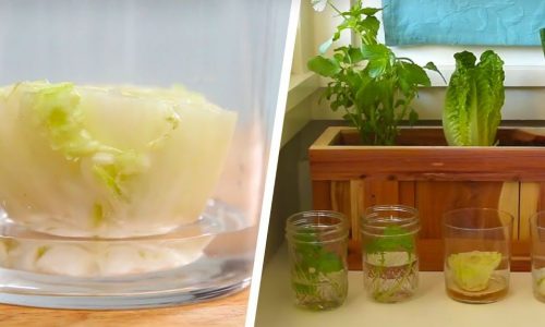 Δείτε πώς μπορείτε να καλλιεργήσετε λαχανικά στο μπαλκόνι ή την κουζίνα σας (vid)