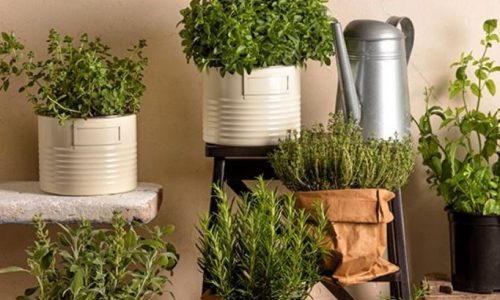 Μυρωδικά στο μπαλκόνι - Όλα όσα πρέπει να γνωρίζετε