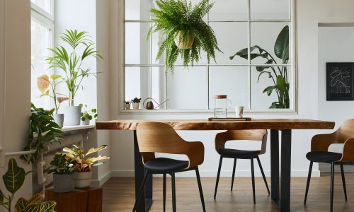 4 φυτά εσωτερικού χώρου που κρατάνε το σπίτι δροσερό όλο το καλοκαίρι