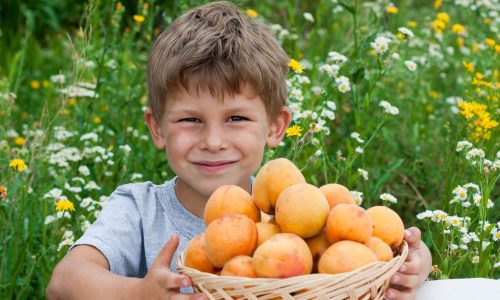 Βερίκοκα: Το μικρό φρούτο με τα τεράστια οφέλη για εσένα και τα παιδιά σου