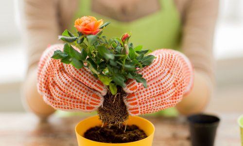 Το πρώτο πράγμα που πρέπει πάντα να κάνετε πριν ξαναχρησιμοποιήσετε μια γλάστρα