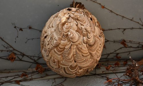 Πώς καταστρέφεται μια σφηκοφωλιά;