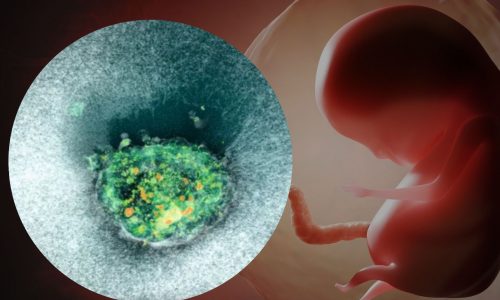 Η πρώτη ζωντανή καταγραφή της εμφύτευσης ανθρώπινου εμβρύου (βίντεο)