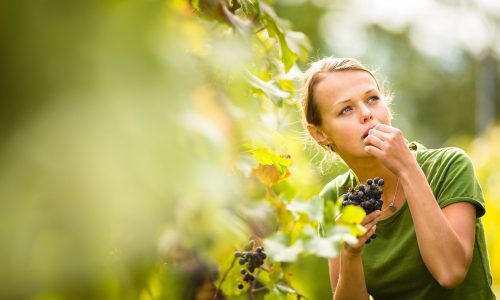 Παχαίνουν τα σταφύλια; Τι λένε οι ειδικοί