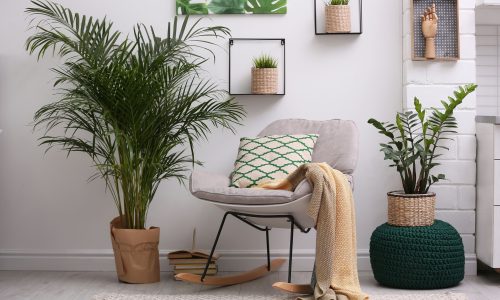 5 tips για να παραμείνουν τα φυτά εσωτερικού χώρου υγιή τον χειμώνα