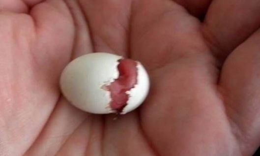 Πανέμορφο: Η γέννηση ενός παπαγάλου! (βίντεο)