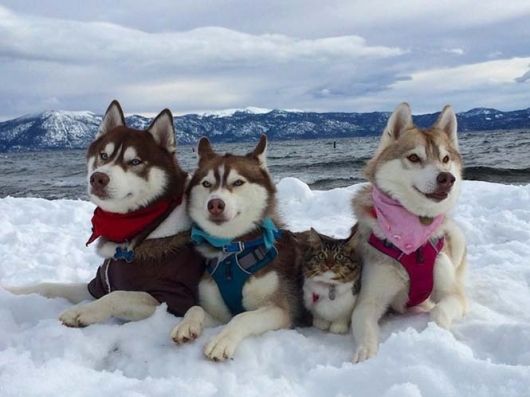 Τα τρία πανέμορφα χάσκι έσωσαν τη γατούλα και έγιναν οι καλύτεροί της φίλοι! (photos)