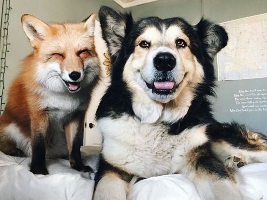 Δείτε την αλεπού και τον σκυλάκο που έχουν γίνει αχώριστοι φίλοι! (video)