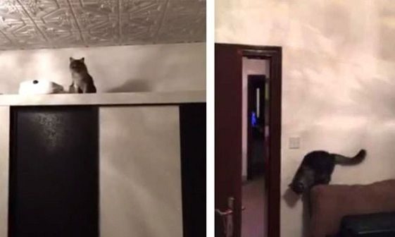 Απίστευτο: Δείτε την αντίδραση μιας γάτας όταν ακούει τον ήχο από το νερό της βρύσης (βίντεο)