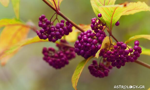 Ημερήσιες Προβλέψεις για όλα τα Ζώδια 18/11