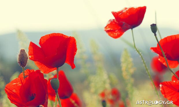 Ημερήσιες Προβλέψεις για όλα τα Ζώδια 17/05
