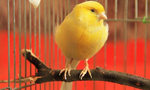 Είδες στο όνειρό σου καναρίνι;