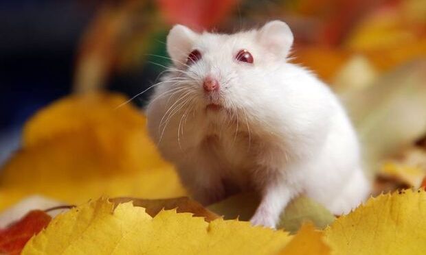 Είδες στο όνειρό σου ποντίκι;