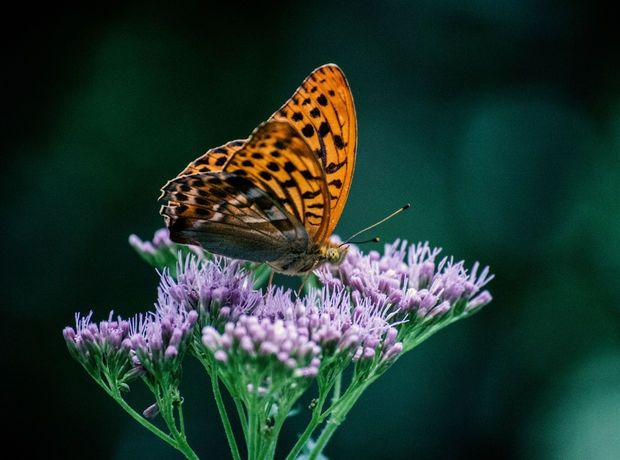 Ημερήσιες Προβλέψεις για όλα τα Ζώδια 2/4