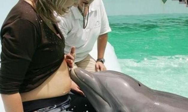 Έρευνα: Κι όμως τα δελφίνια μπορούν να «δουν» το έμβρυο!