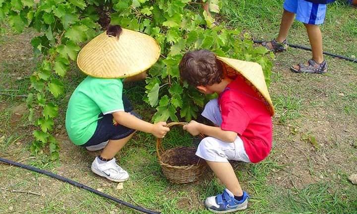 Ελάτε να τρυγήσουμε στο Πολιτιστικό Πάρκο Κερατέας