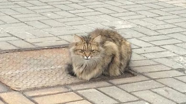 Γάτα παραμένει εδώ και έναν χρόνο στο σημείο που την εγκατέλειψαν