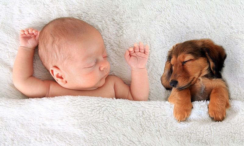 «Ασπίδα προστασίας» ενάντια σε αλλεργίες και παχυσαρκία τα… κουτάβια!