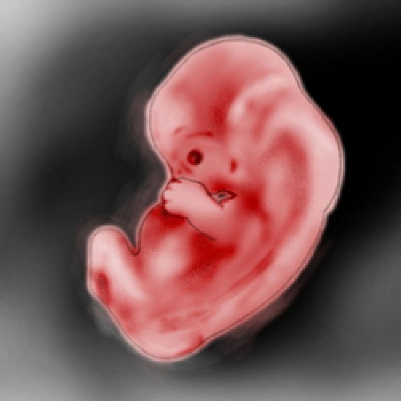 Εβδομάδες 8 - 9