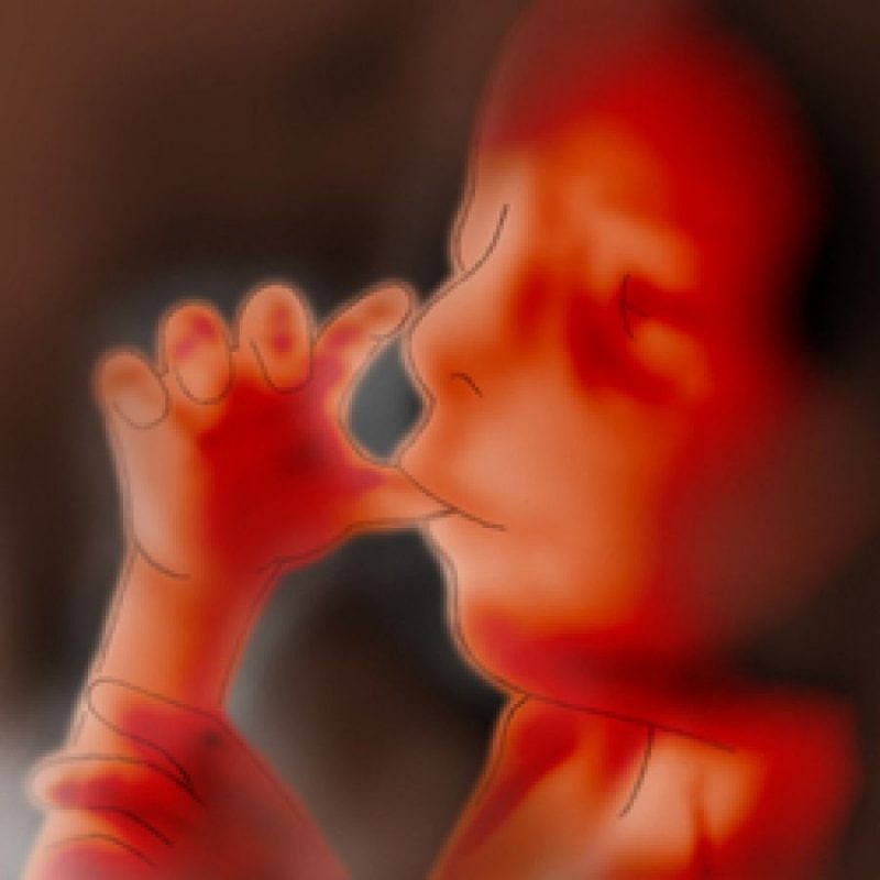 Εβδομάδες 20 - 25