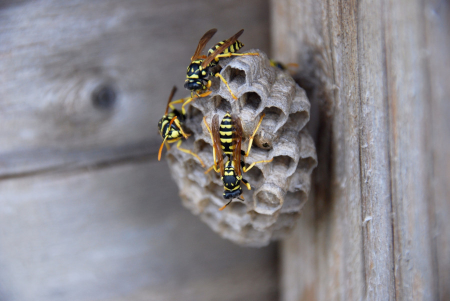 A wasp's nest