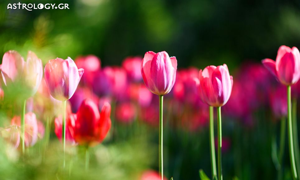 Ημερήσιες Προβλέψεις για όλα τα Ζώδια 10/04