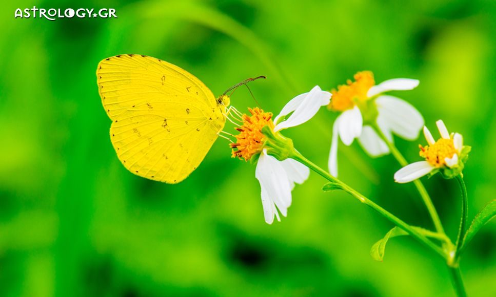 Ημερήσιες Προβλέψεις για όλα τα Ζώδια 11/04